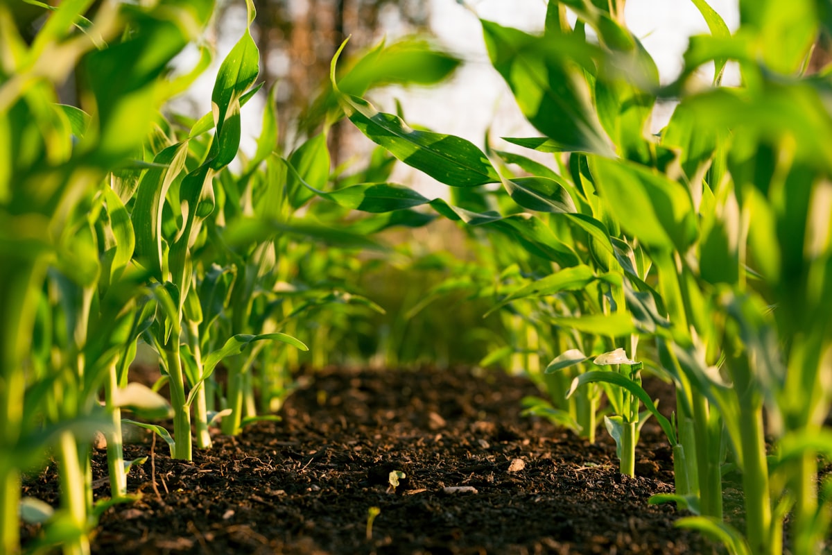 Aligned rows of young crops on a precision-agriculture farm at sunrise