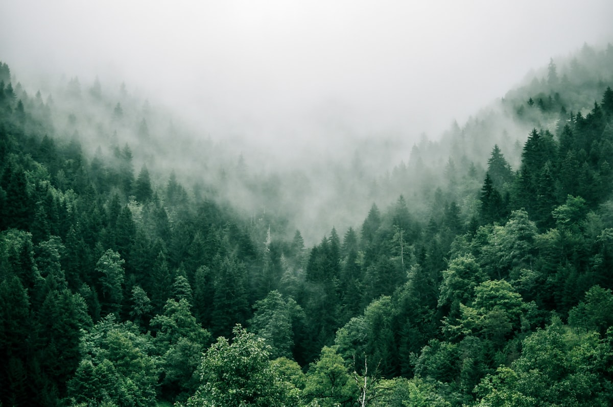 Misty coniferous forest on an Iberian hillside, a symbol of the ecological transition